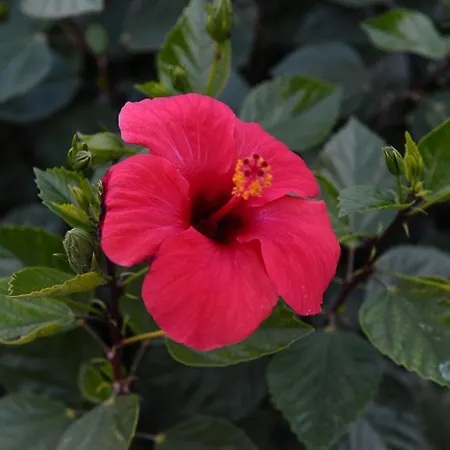 George Hotel apartamentowy 2*