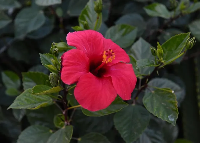 George Hotel apartamentowy 2*